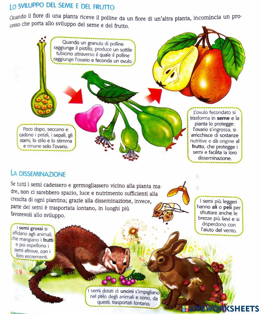 Lo sviluppo del seme e del frutto