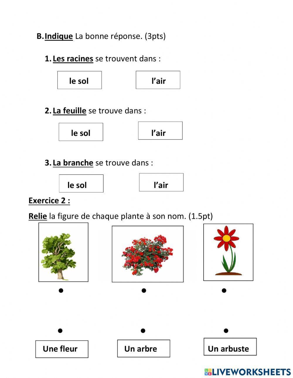 Les parties d'une plante eb1