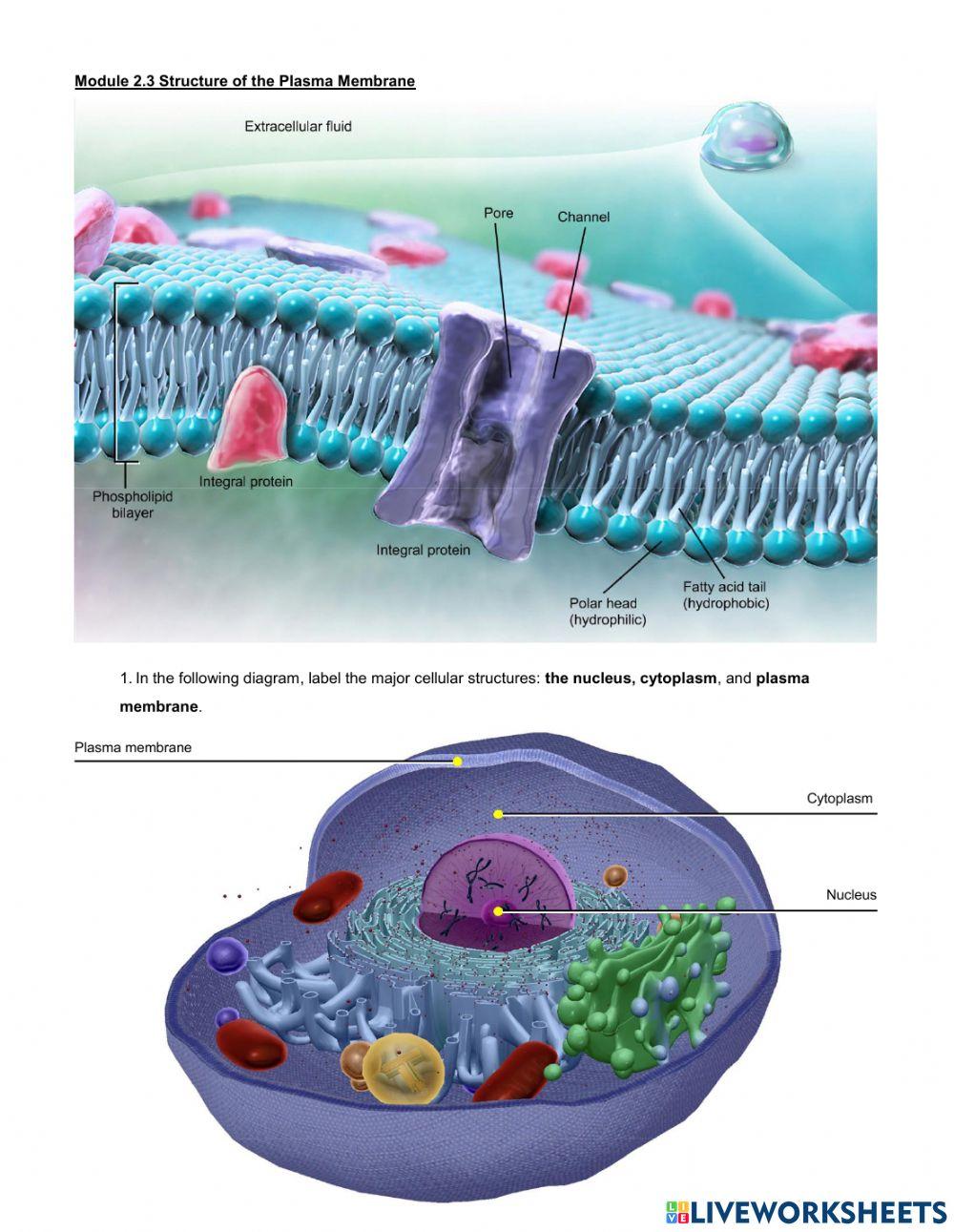 Cell Parts and the Plasma Membrane
