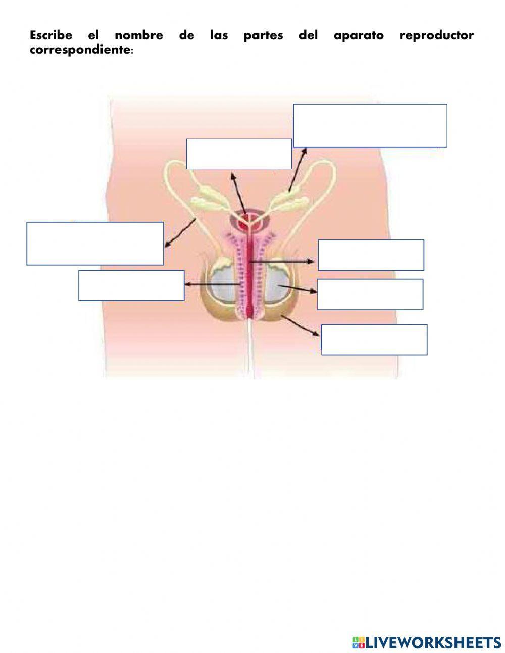 Caracteres sexuales primarios y secundarios