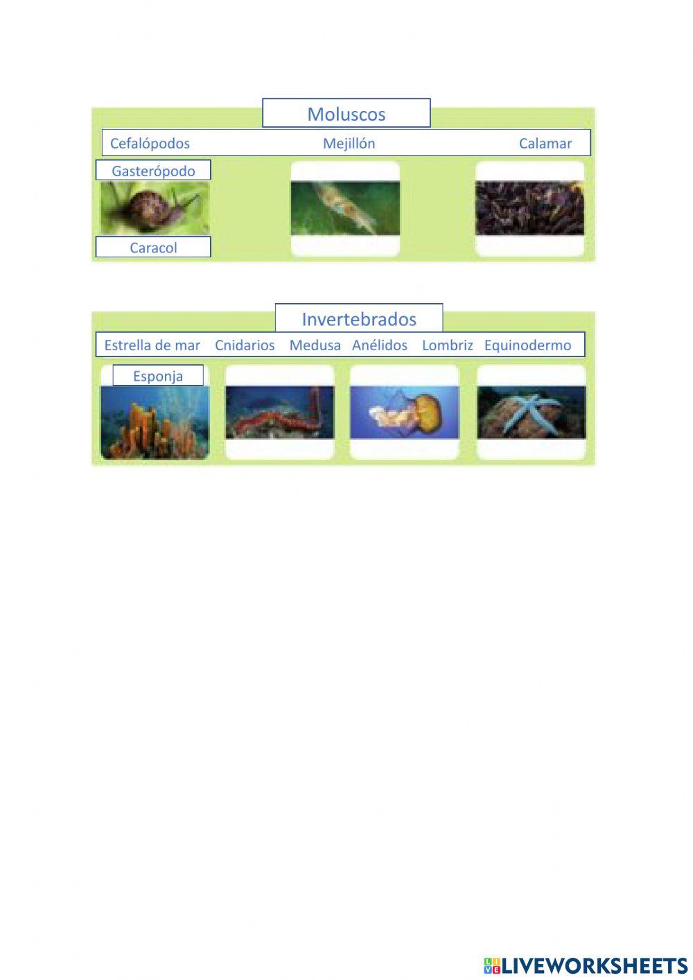 Examen T.4 Los animales