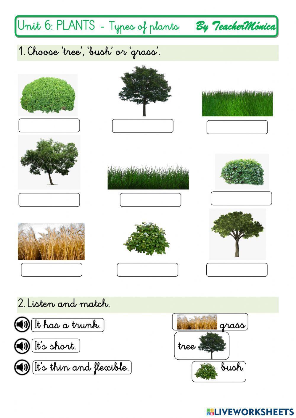 Tree, bush or grass? Tree, bush or grass?