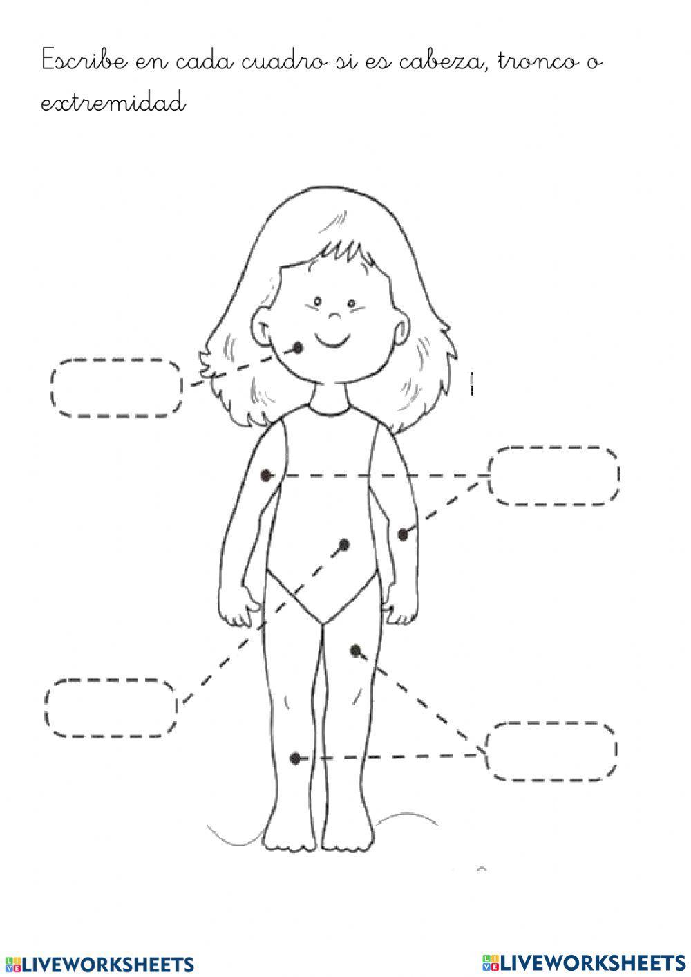 Cabeza, tronco y extremidades