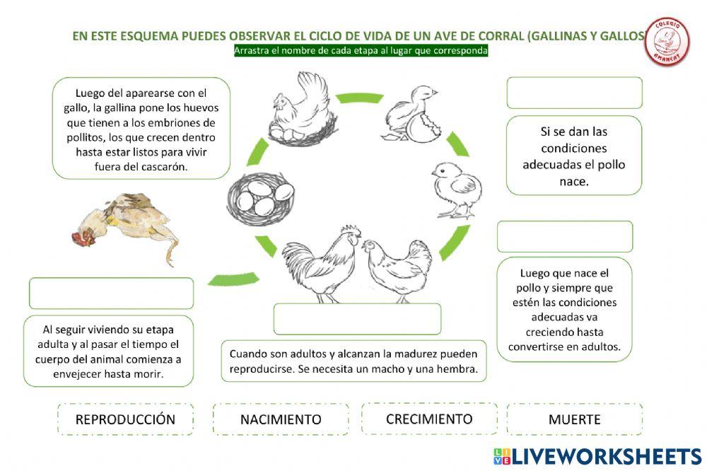 Ciclo de vida de gallos y gallinas