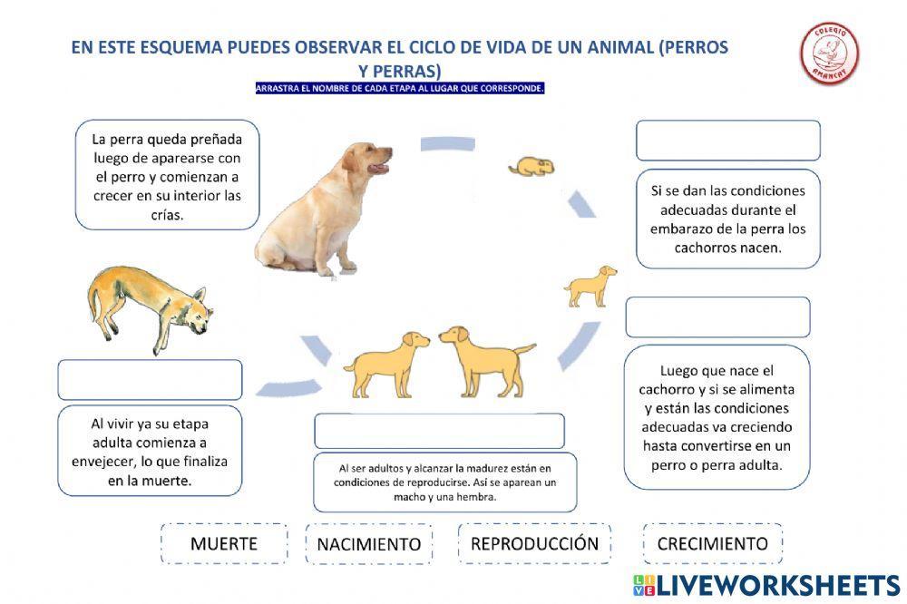Ciclo de perras y perros