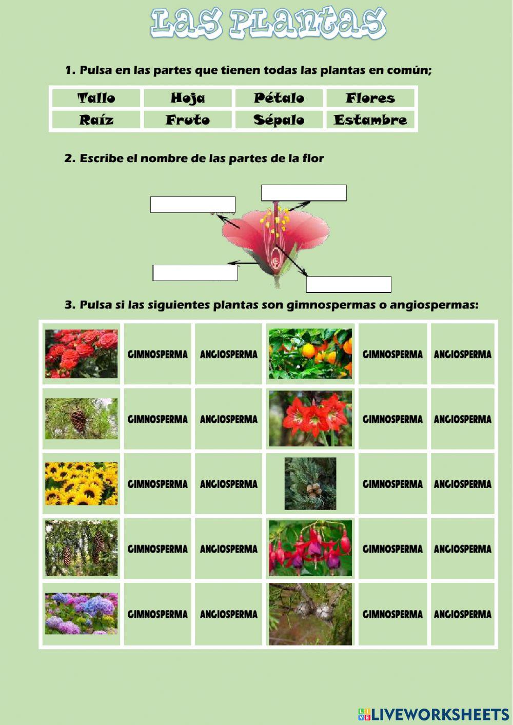 Las plantas y sus hojas