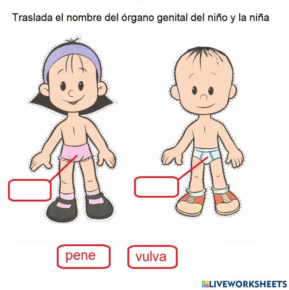 Órganos genitales del niño y la niña