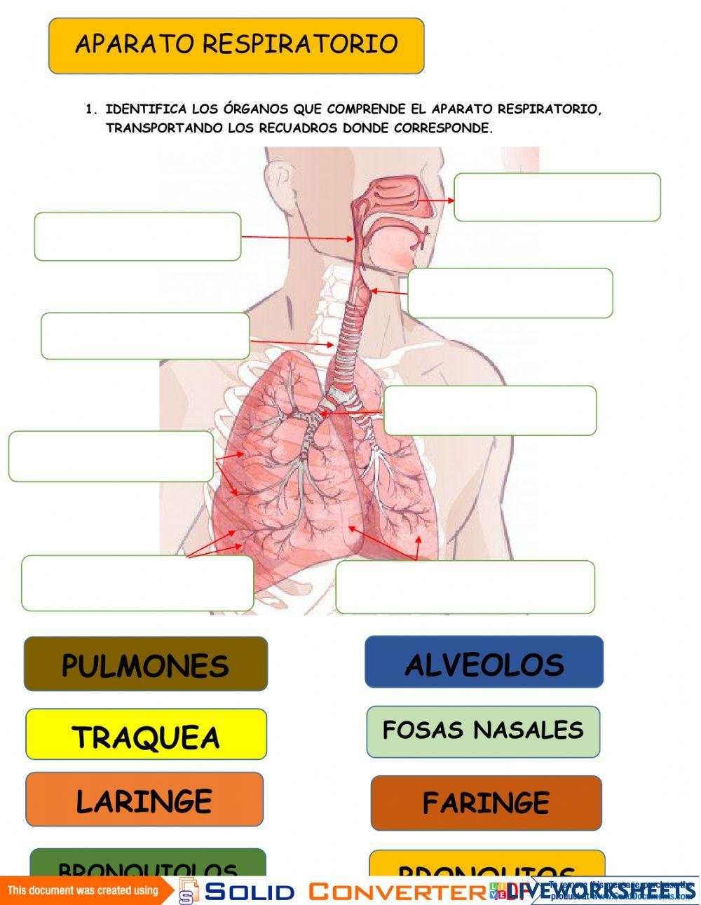 Aparato Respiratorio Aparato Respiratorio