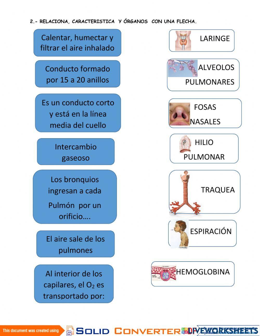 Aparato Respiratorio