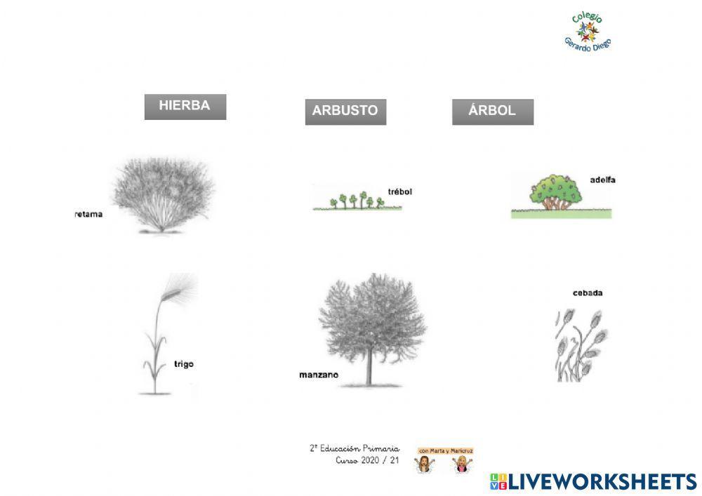 Plantas según su tallo