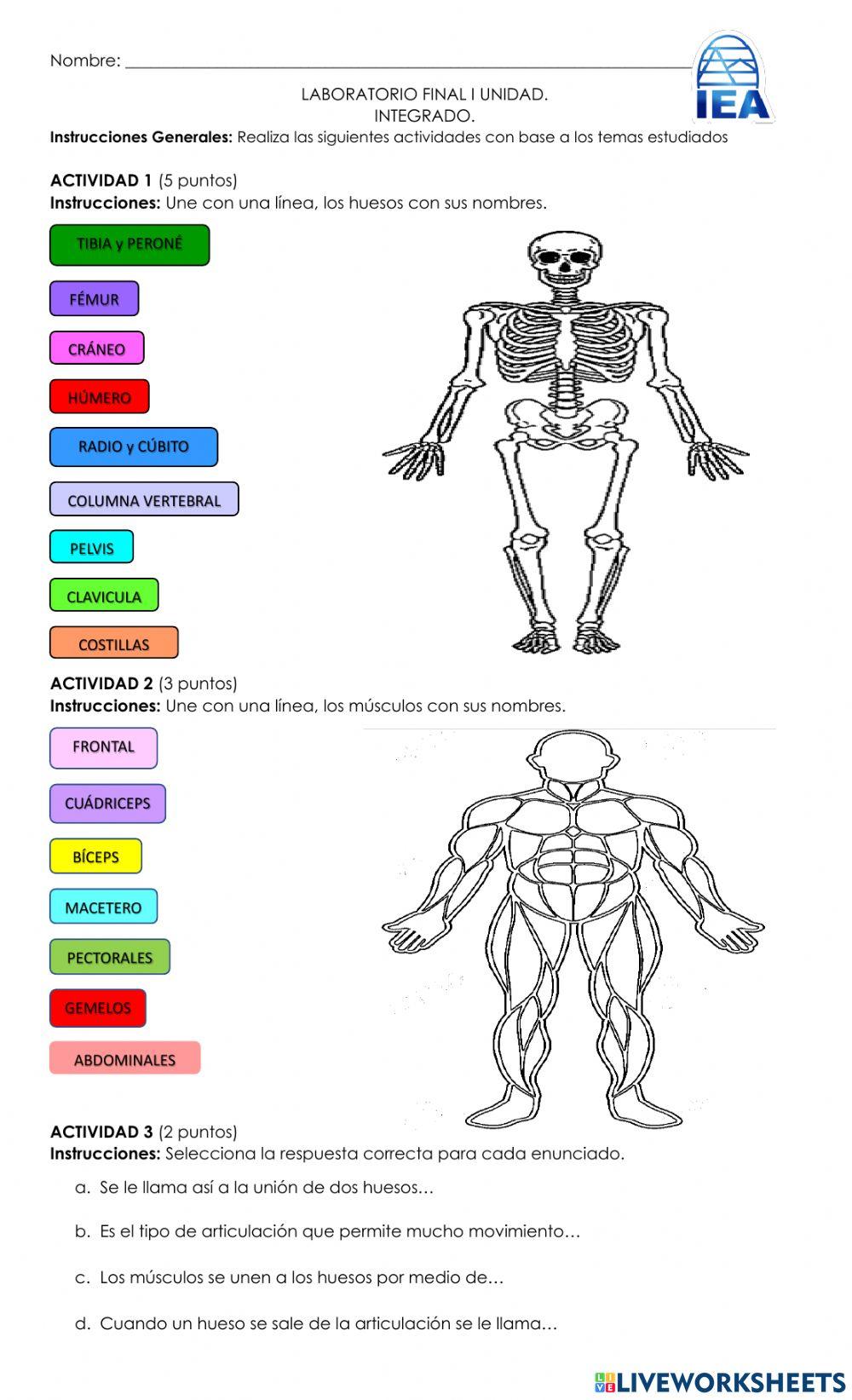 Sistemas oseo, muscular y locomotor