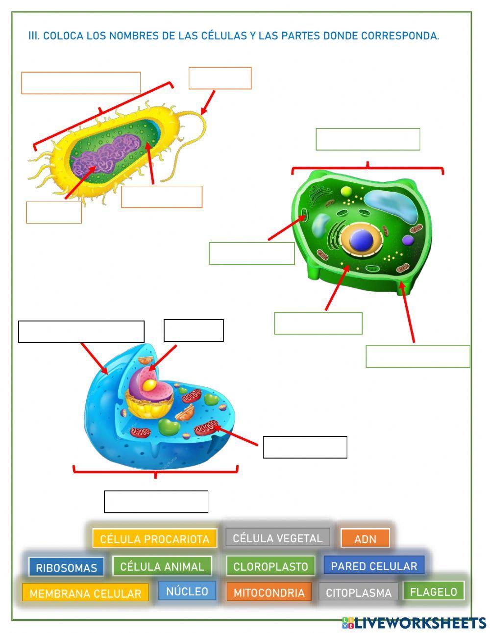 Examen Biología Primer Grado