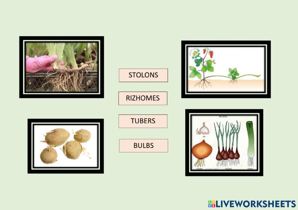Asexual reproduction in plants