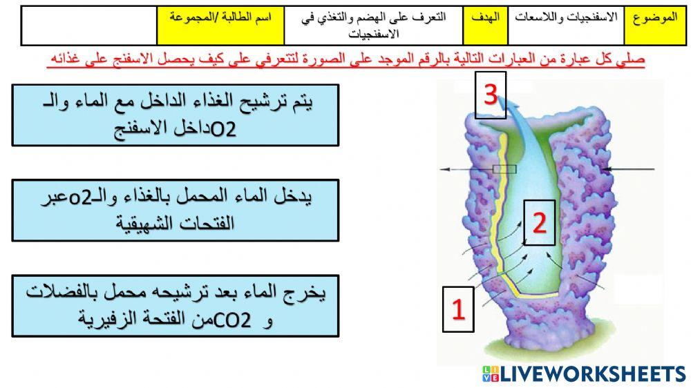 ورقة عمل الهضم في ااسفنج