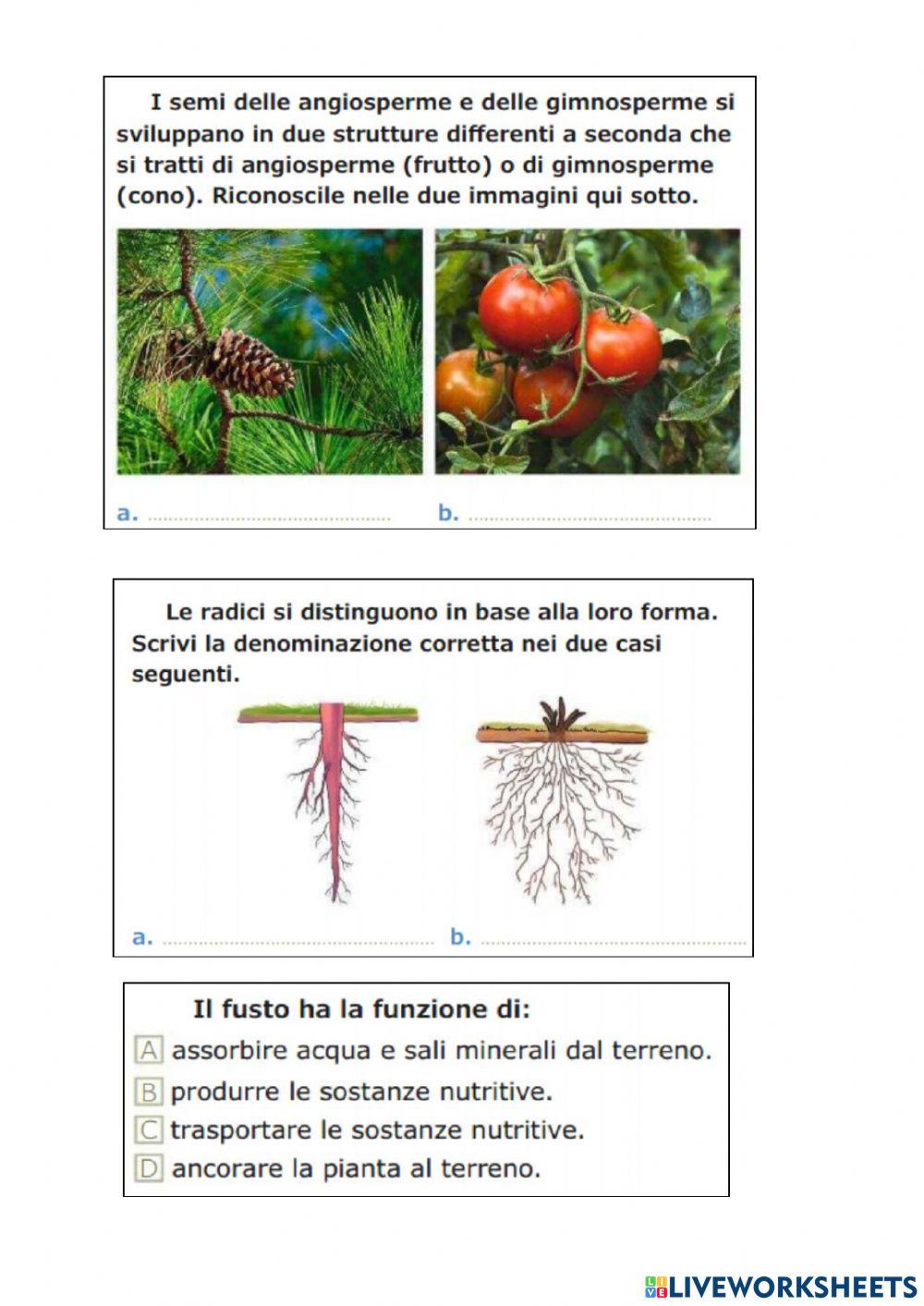 Verifica : le piante
