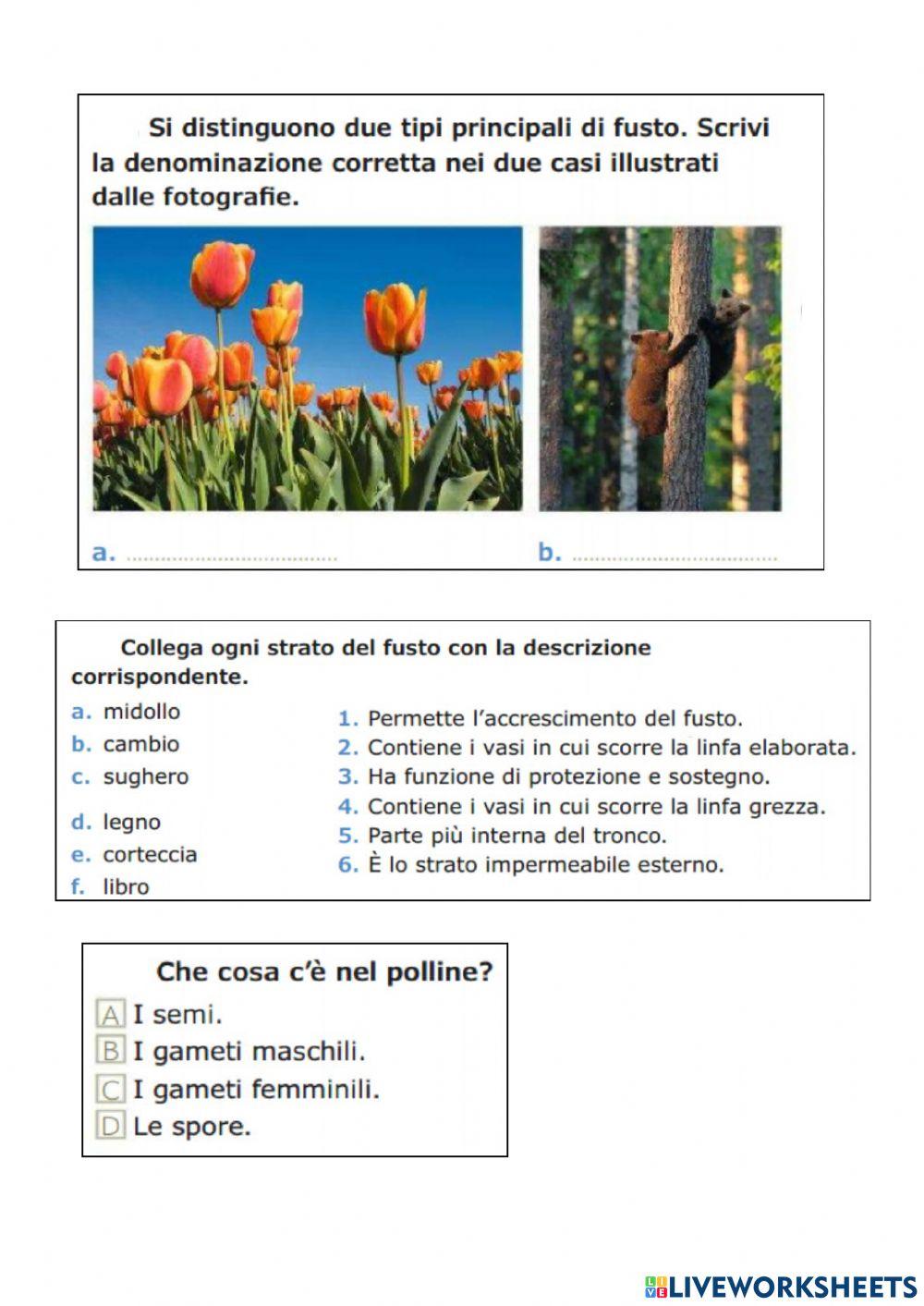 Verifica : le piante