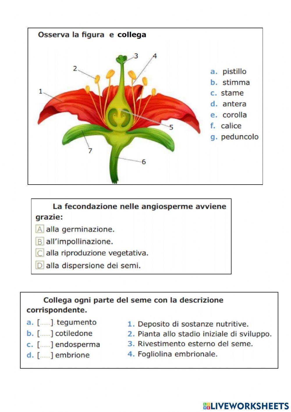 Verifica : le piante