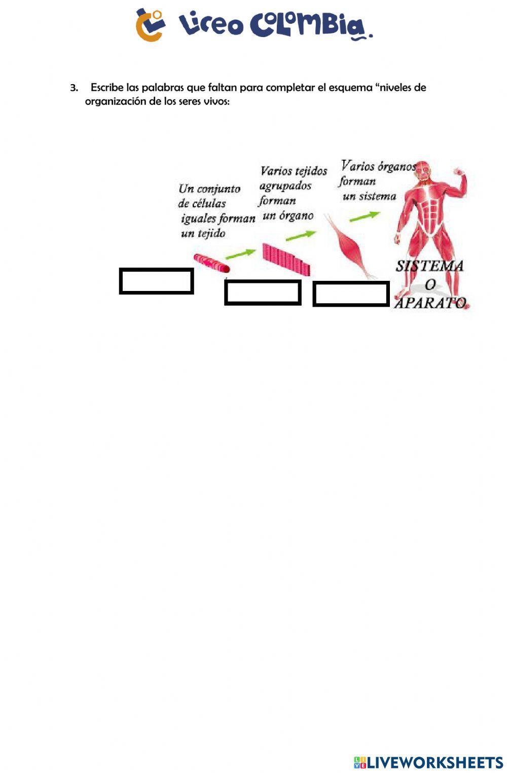 Organización interna de los seres vivos