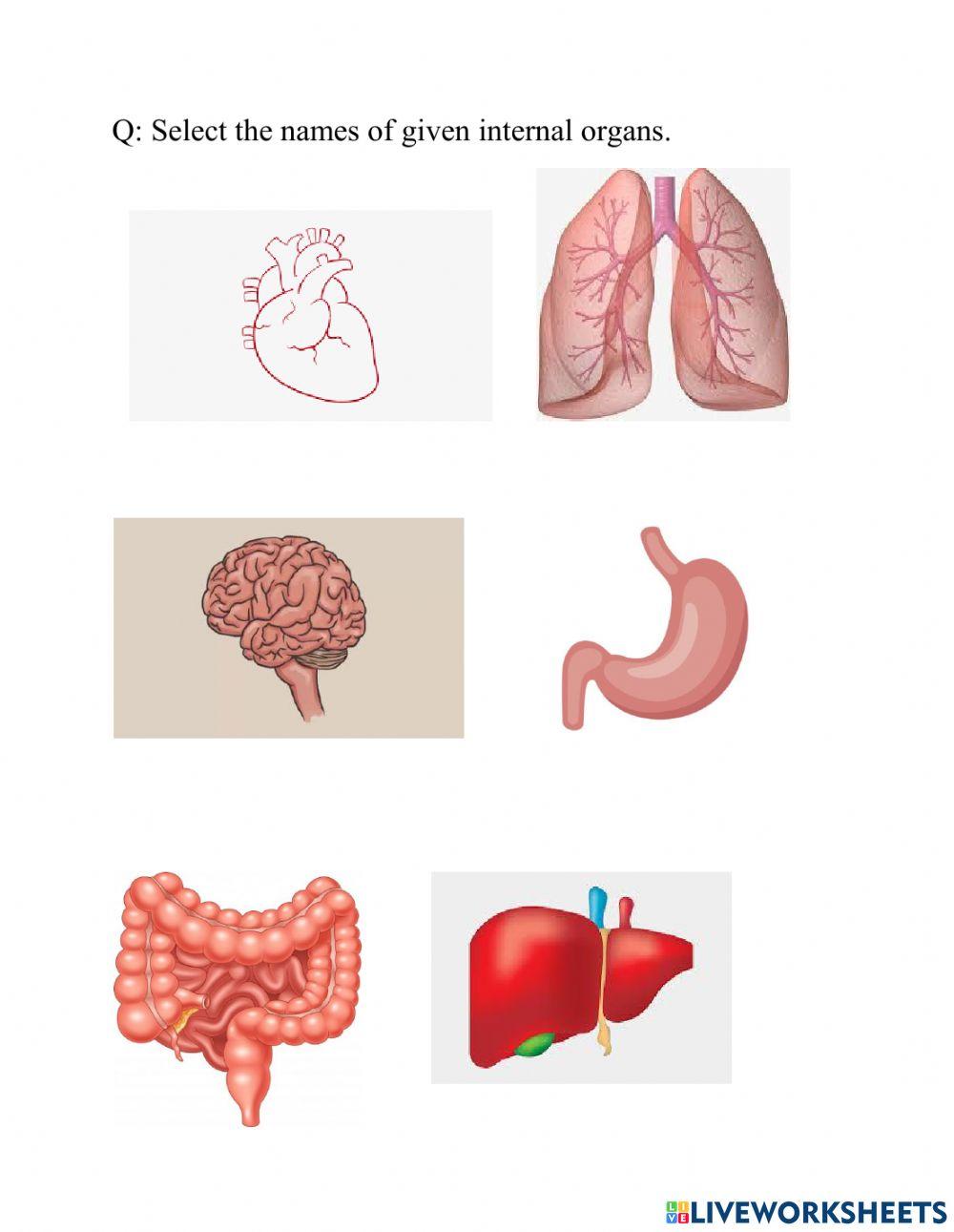Names of internal organs