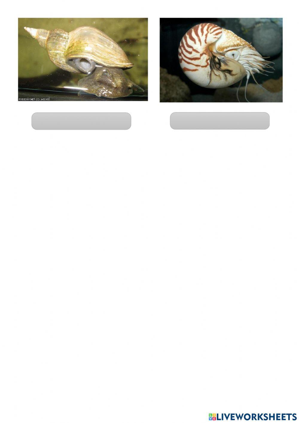 Poznávačka - měkkýši