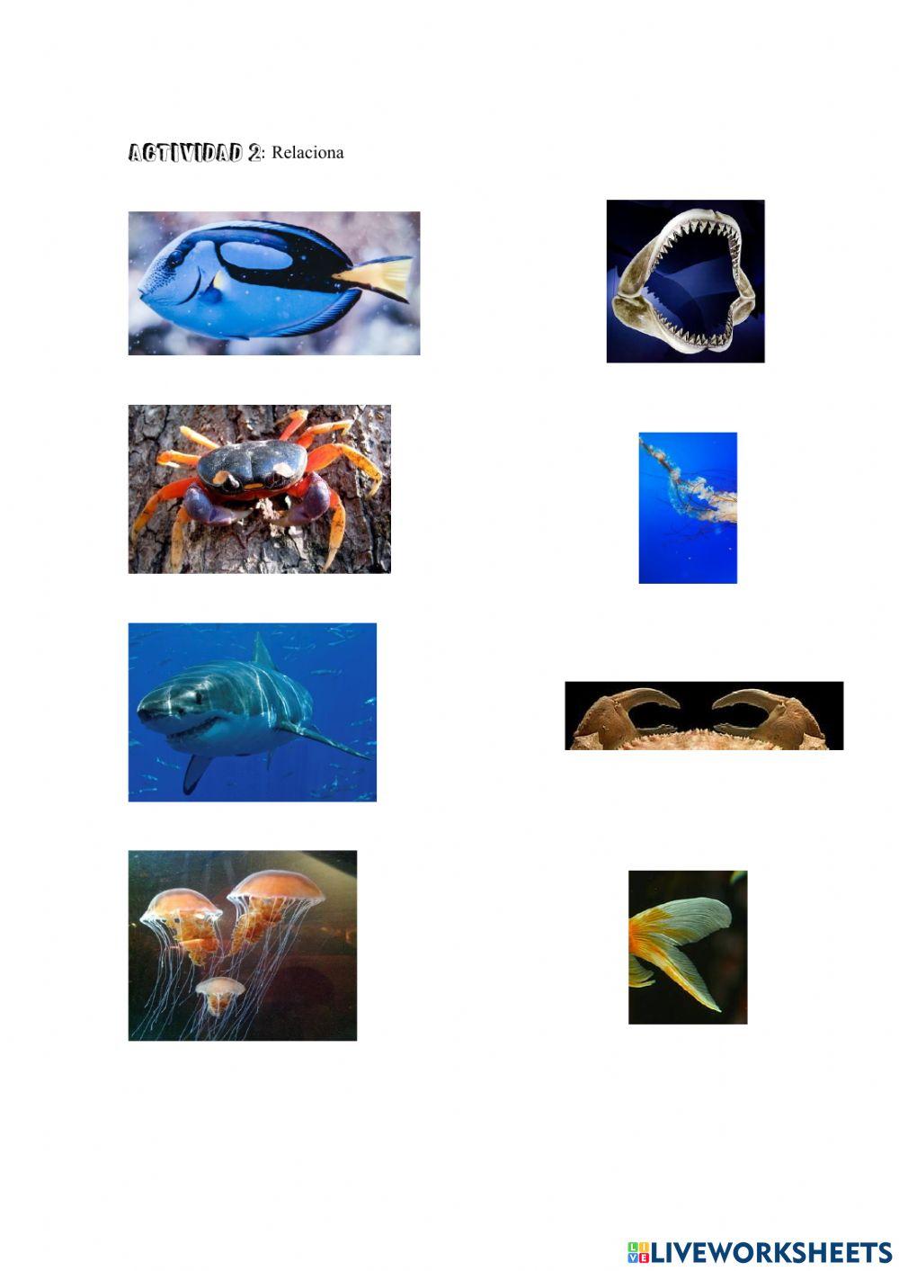 Los animales del mar