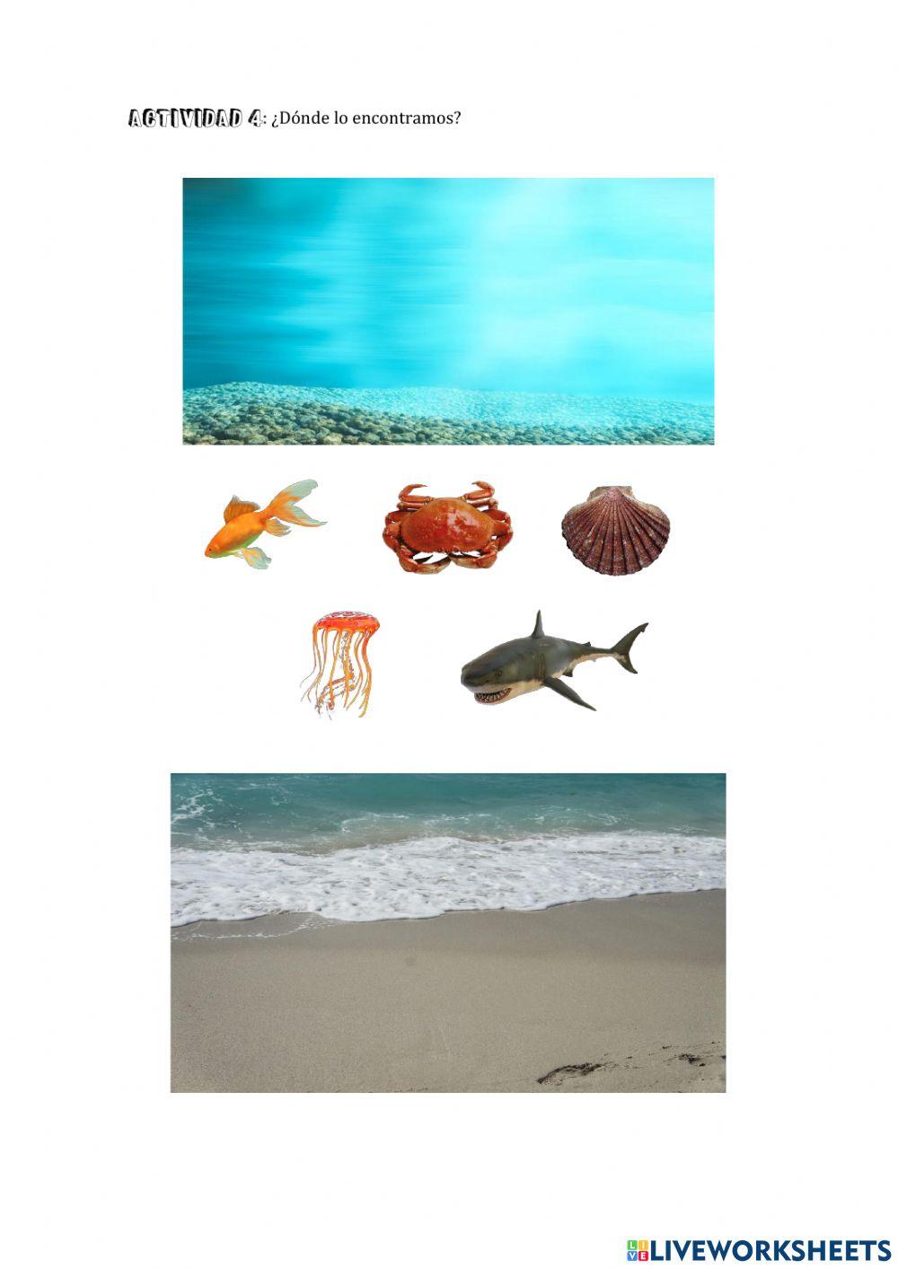 Los animales del mar