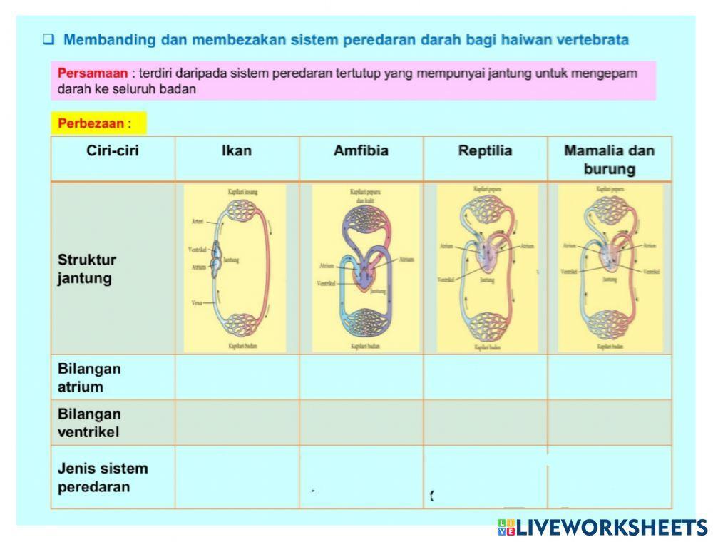 Sistem Peredaran Darah Vertebrata