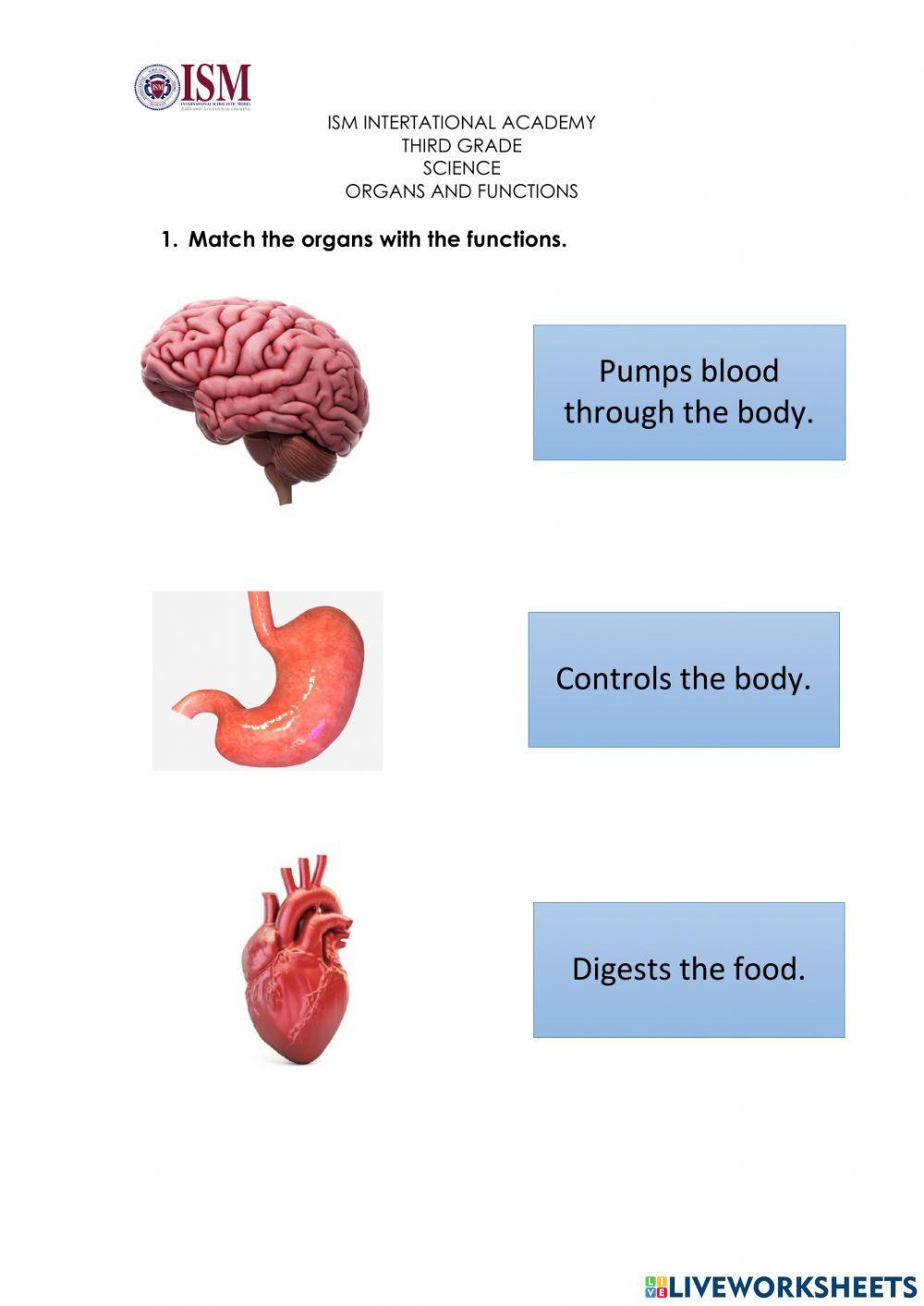 Organs and functions