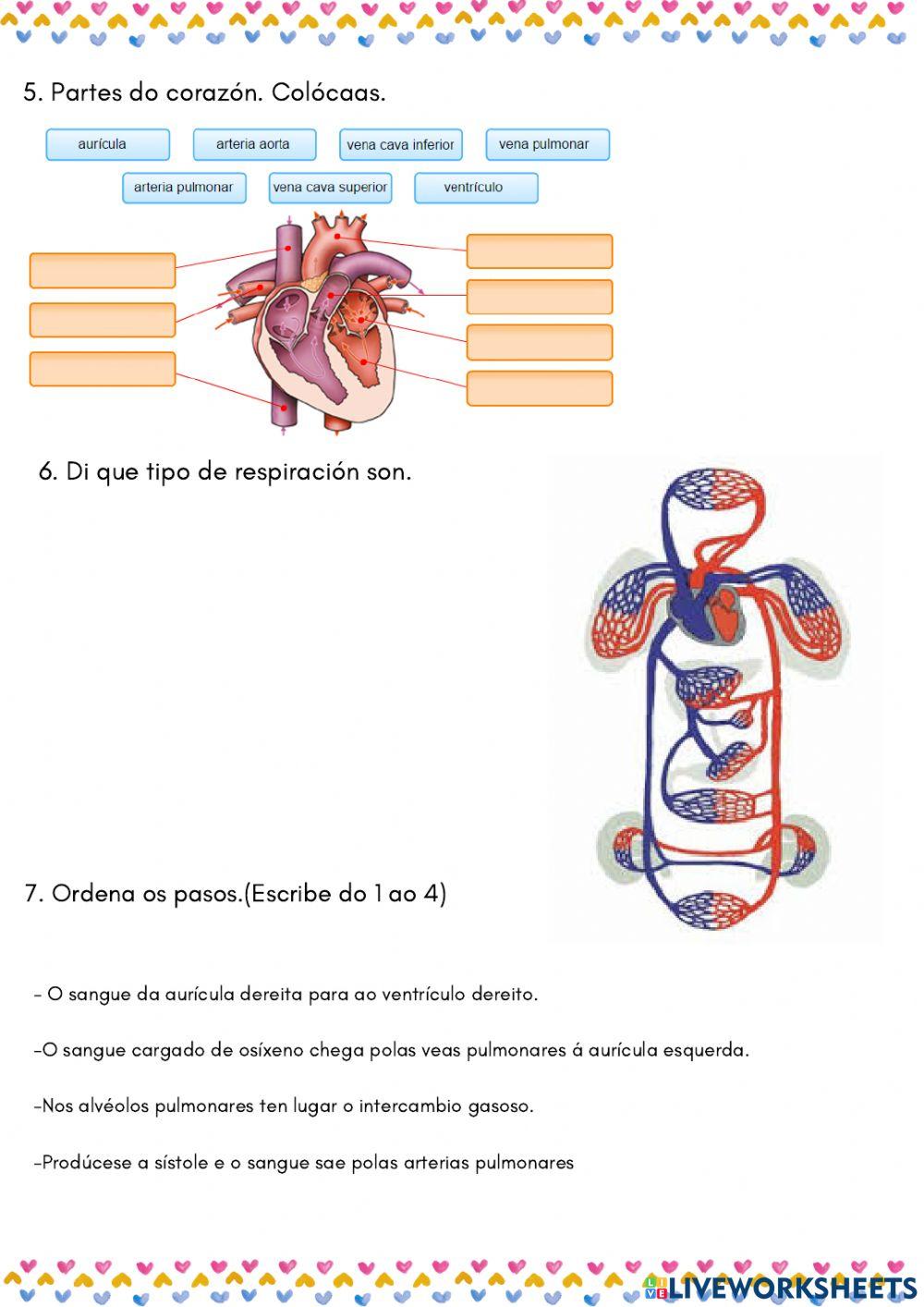 Aparello Circulatorio e excretor 5º