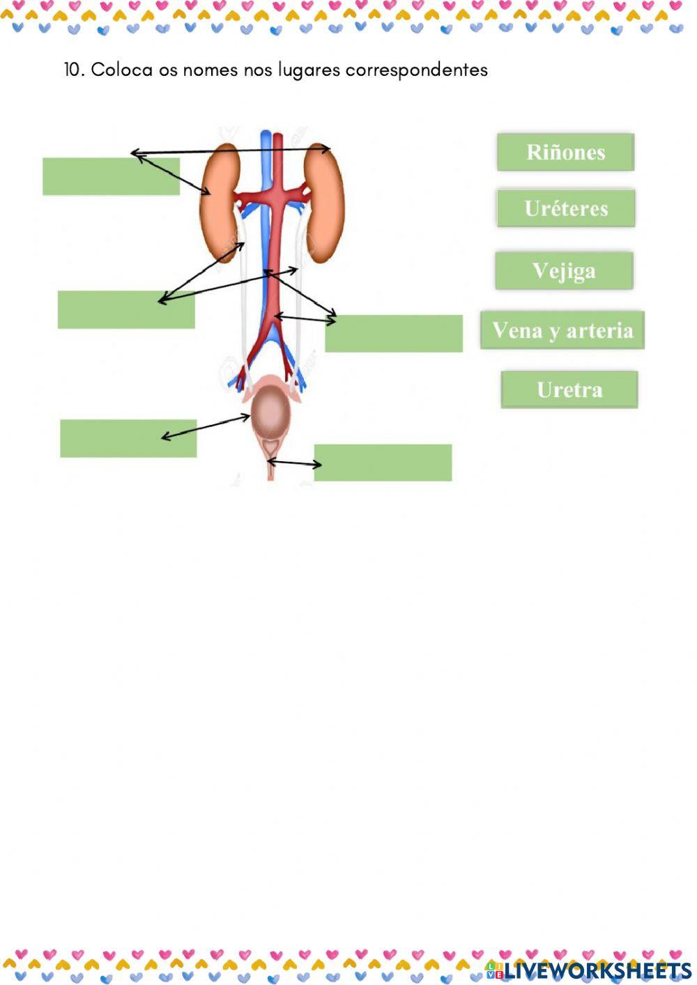 Aparello Circulatorio e excretor 5º