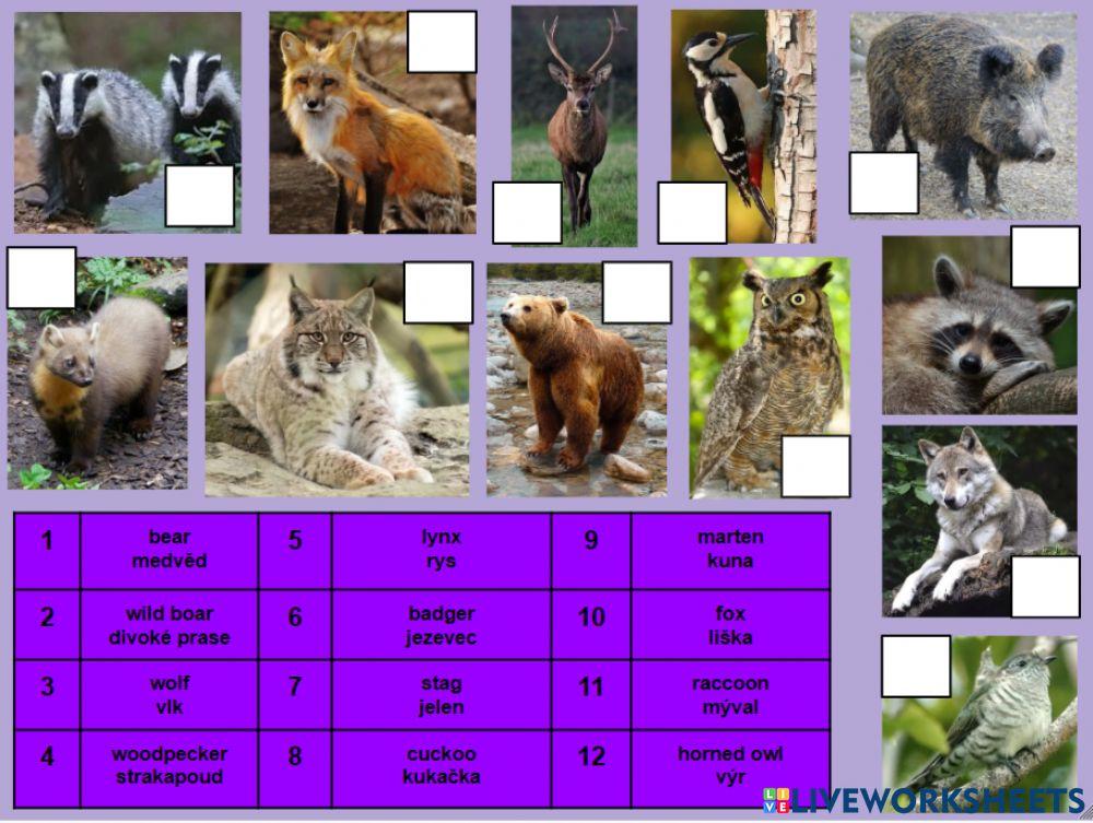 In the forest - animals