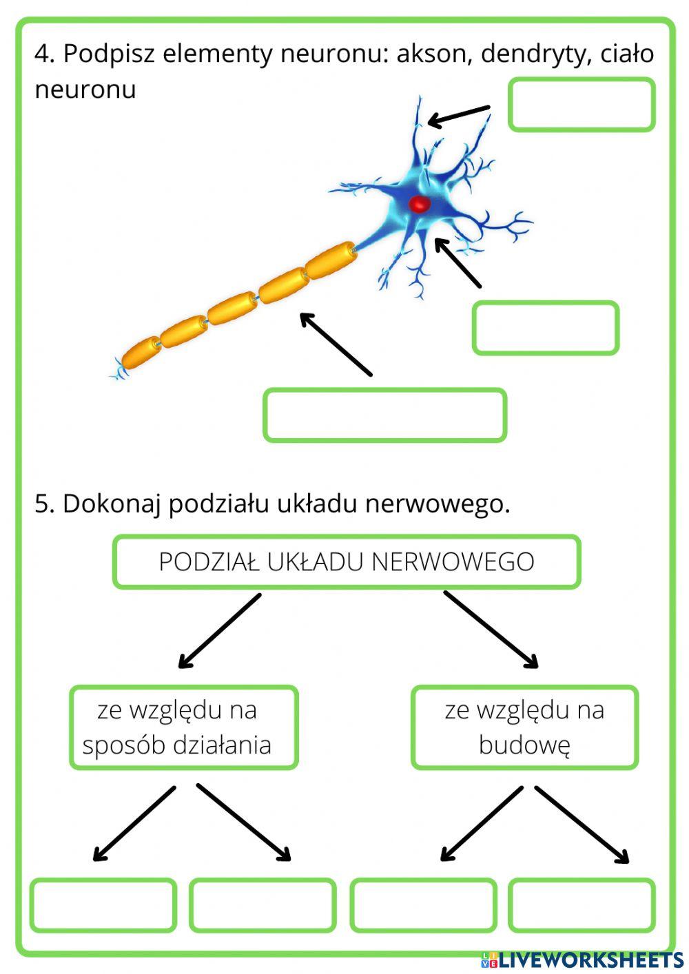 Regulacja nerwowo- hormonalna
