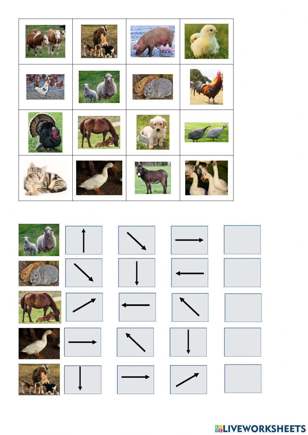 Háziállatok-tájékozódás a síkban