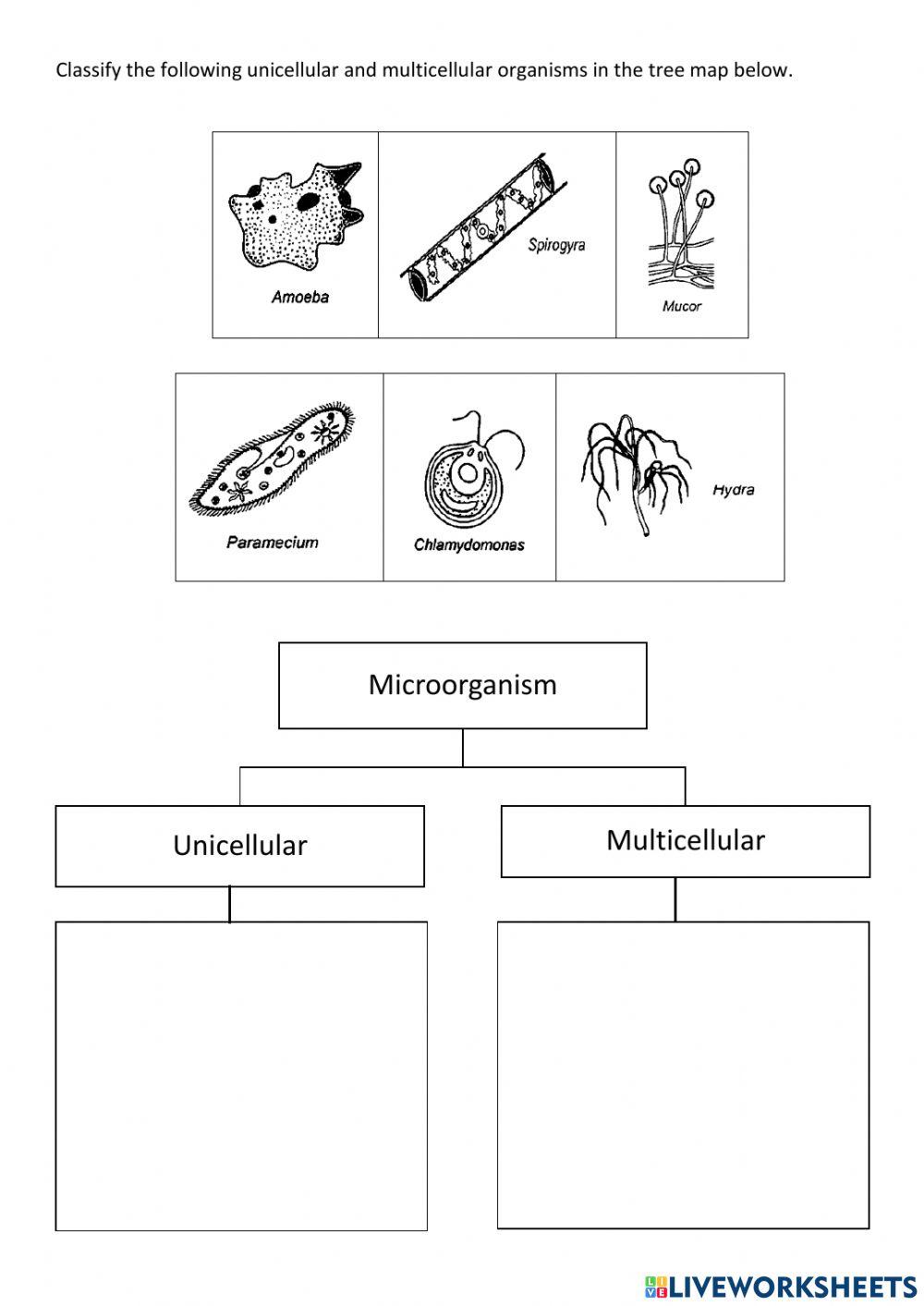 Unicellular multicellular 4875371 forinna lanity rosini