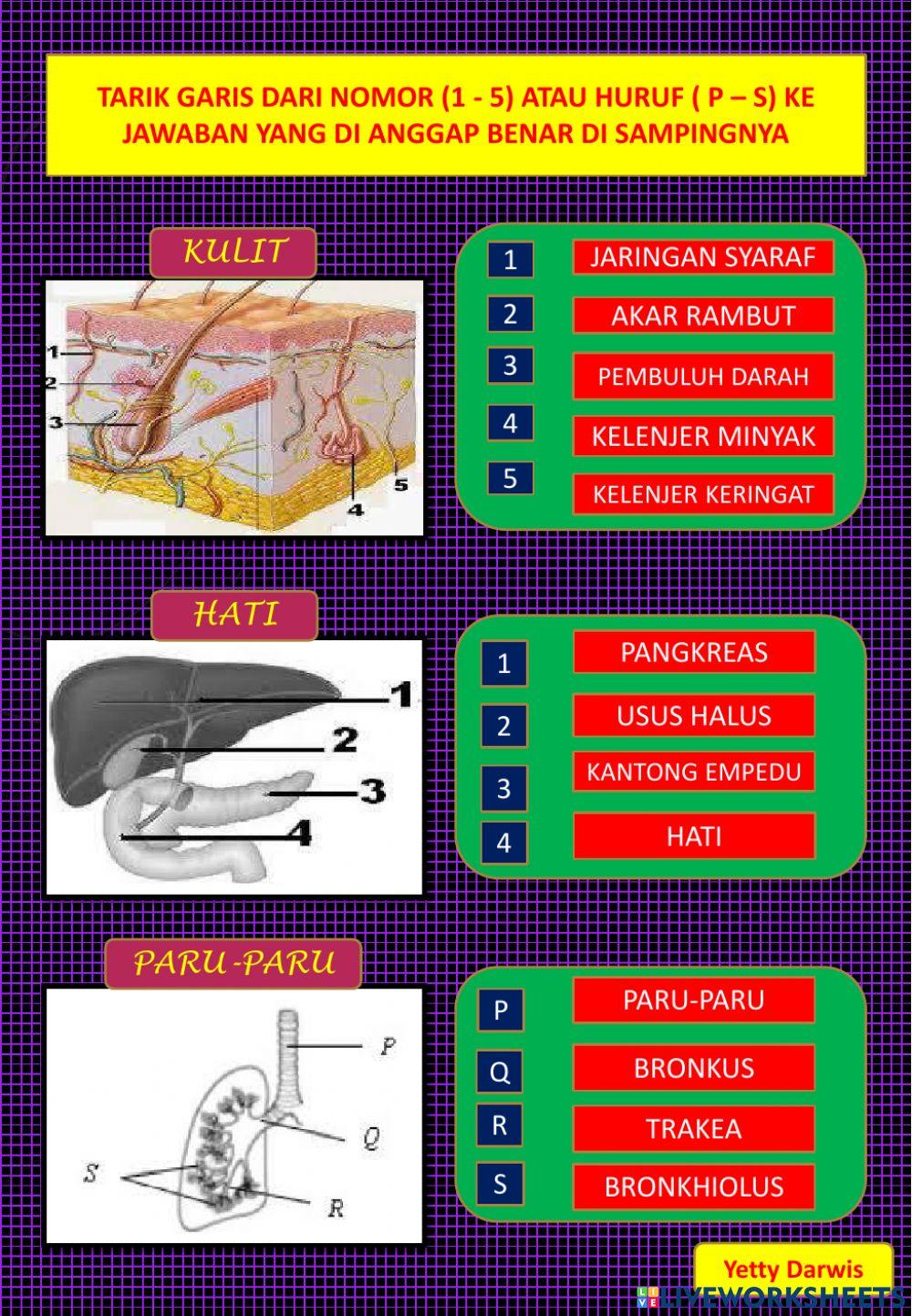 Sistem ekskresi pada manusia