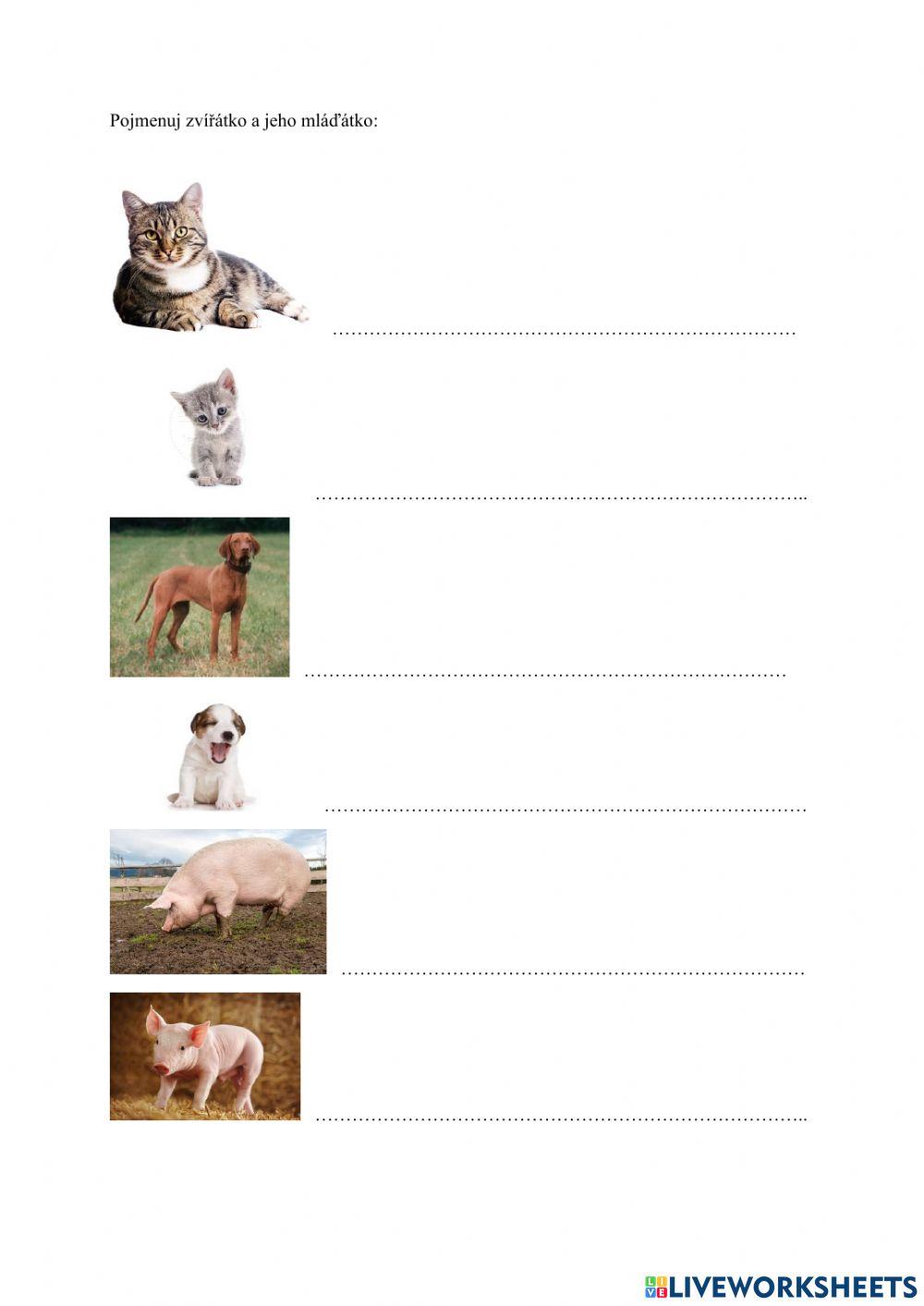 Pojmenování zvířat a jejich mláďat, spojování