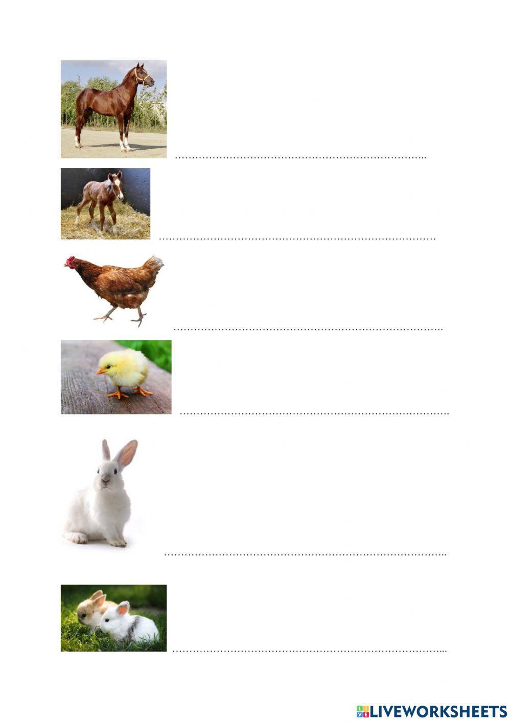 Pojmenování zvířat a jejich mláďat, spojování