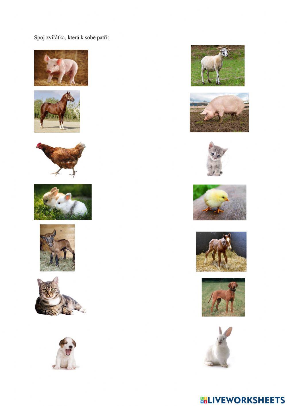 Pojmenování zvířat a jejich mláďat, spojování