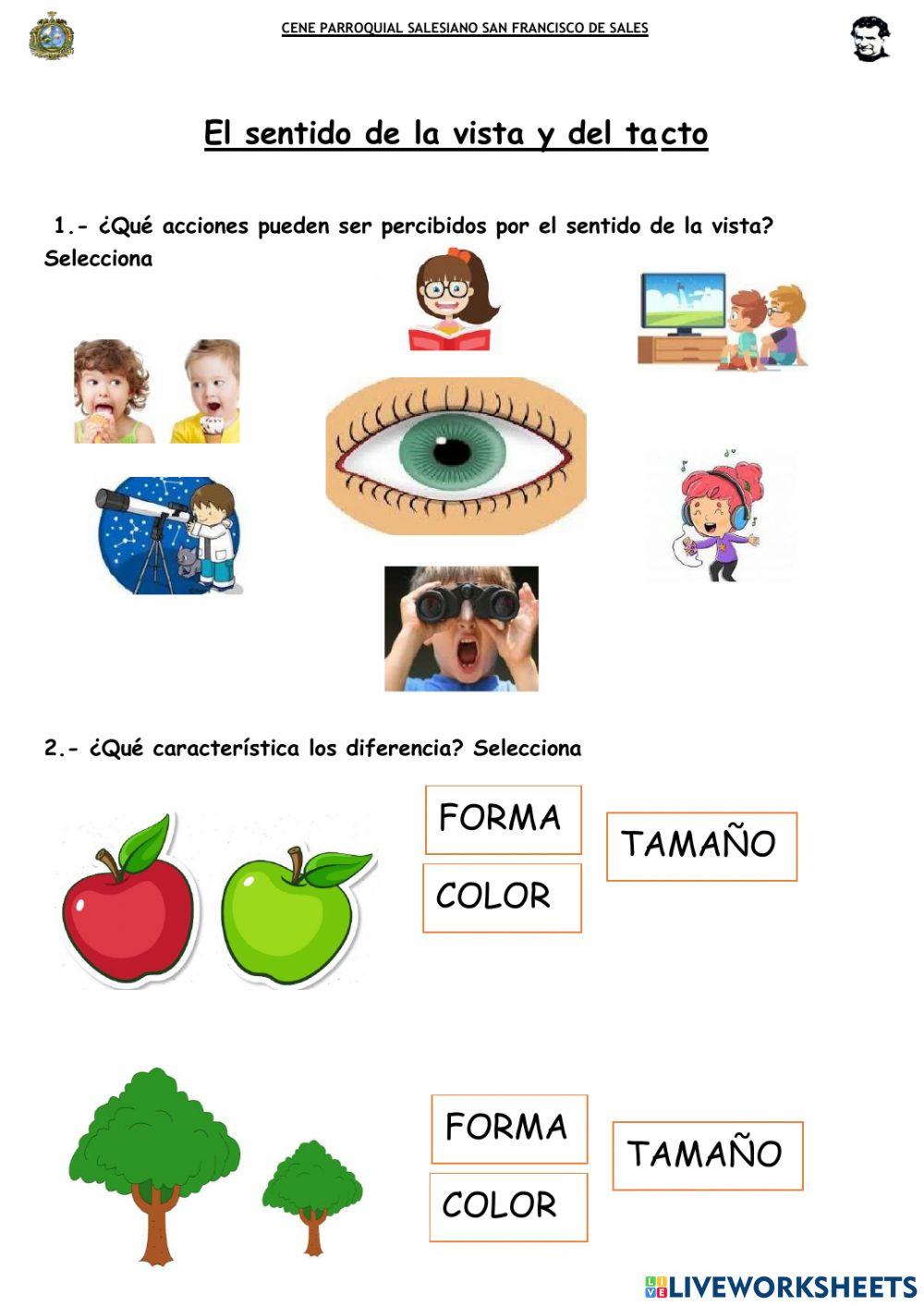 Sfs - sentido del tacto y vista