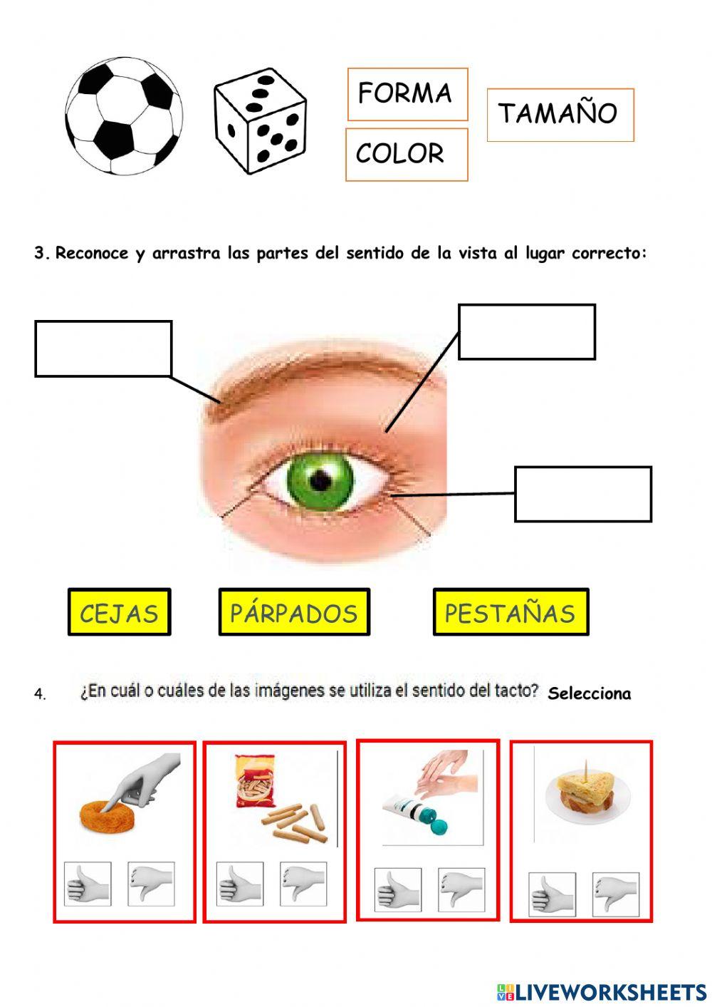 Sfs - sentido del tacto y vista