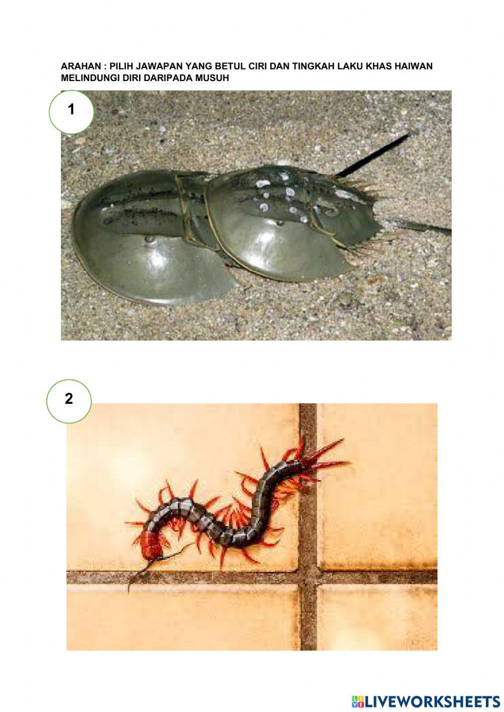 Haiwan Melindungi Diri Daripada Musuh