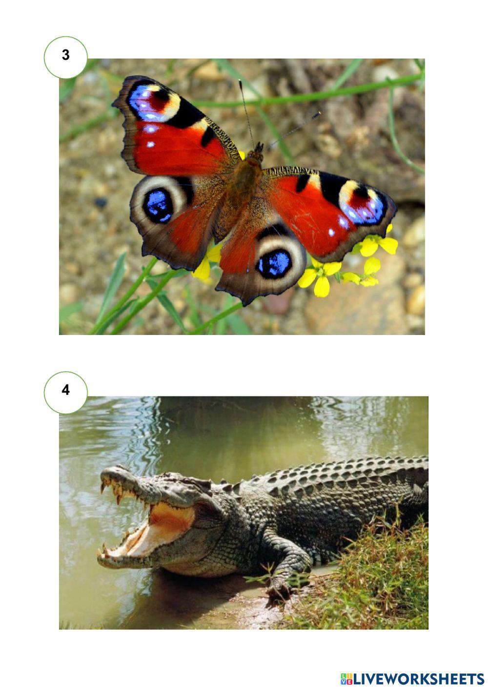 Haiwan Melindungi Diri Daripada Musuh