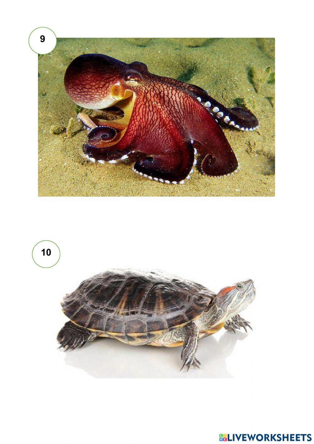 Haiwan Melindungi Diri Daripada Musuh