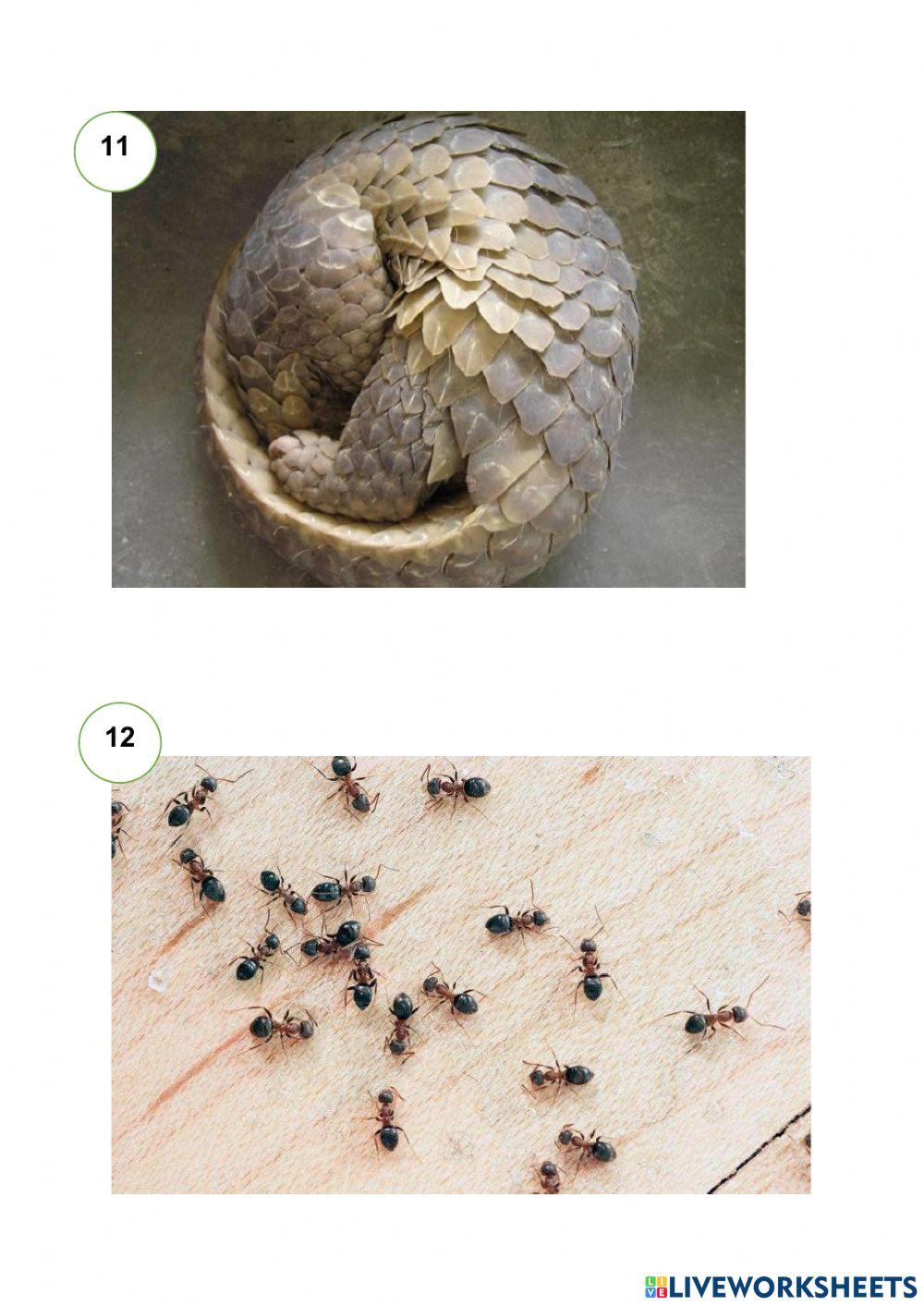 Haiwan Melindungi Diri Daripada Musuh