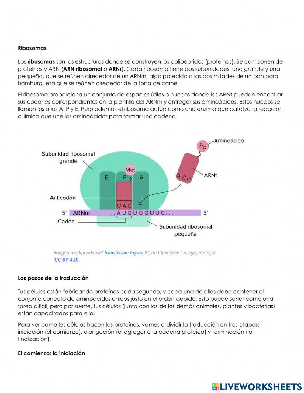 Sintesis de proteinas