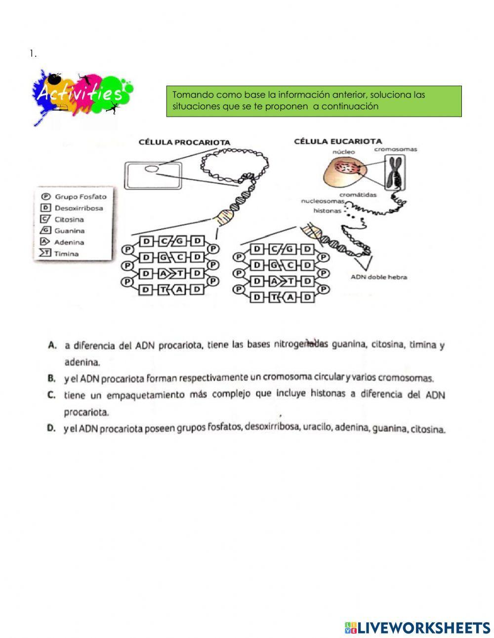 Sintesis de proteinas