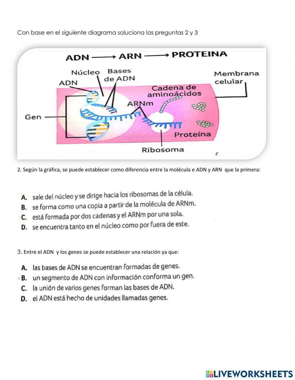 Sintesis de proteinas