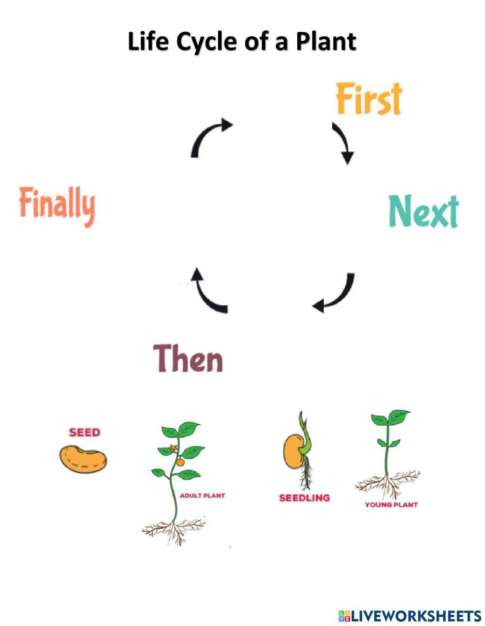 Plant life cycle