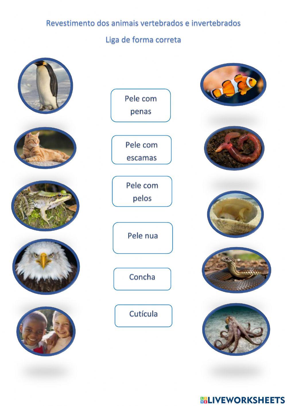 Animais vertebrados e invertebrados