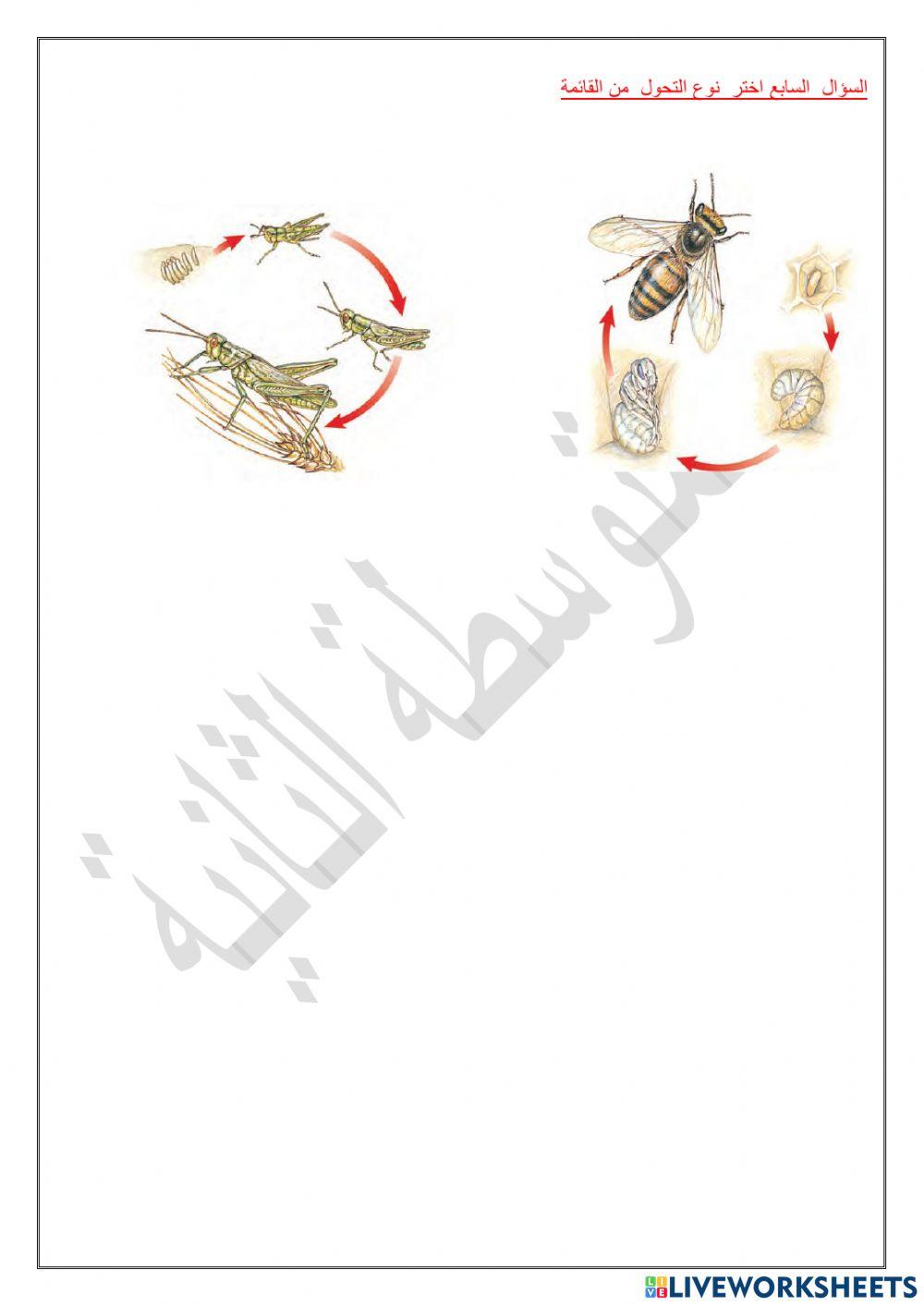 مراجعة اللافقاريات